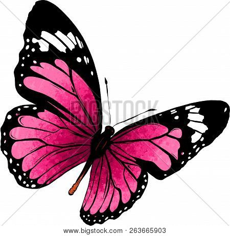 Illustration Of A Beautiful Colorful Butterfly That Flies
