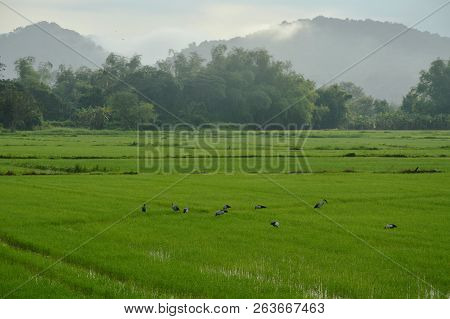 Bittern Bird Hunting For Shellfish On Paddy Field In Morning
