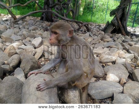 The Monkey Is Sitting On The Stones, A Wild Animal, Gray Wool, Jungle Mammal Ape, Small Simian
