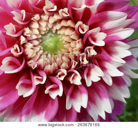 Center Shot Of A Fuzzy Wuzzy Dahlia With A Green Emerging Center