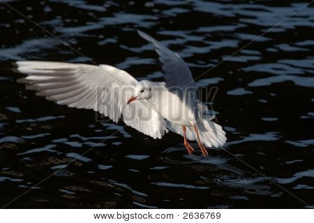 Flying Gull