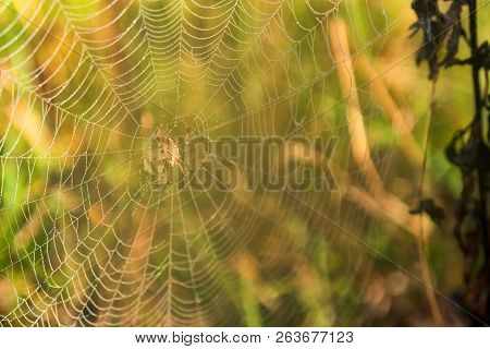 Garden Spider Or Argiope Aurantia In Its Net