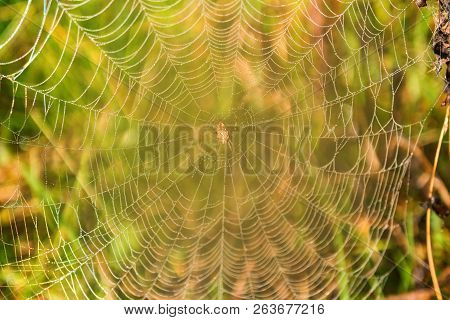 Garden Spider Or Argiope Aurantia In Its Net