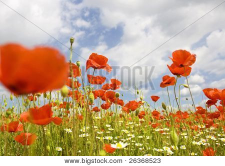 schöne Poppy Field, Sommerblumen
