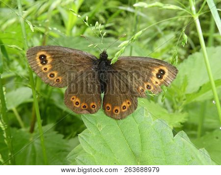 Scotch Argus Butterfly Orange Brown In The Green Grass
