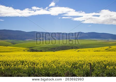 Beautiful Rolling Green And Yellow Fields With Mountains In The Distance With Blue Sky And Clouds. C
