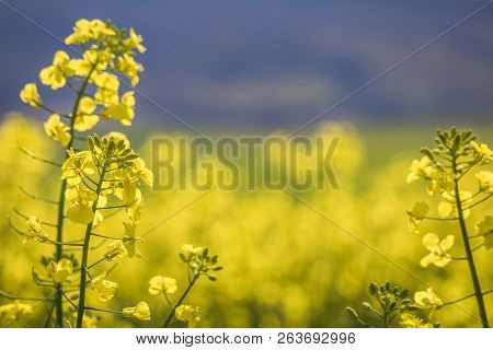 Close Up Of Canola Flowers In Spring. Caledon, Western Cape, South Africa.
