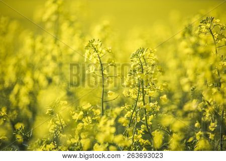 Close Up Of Canola Flowers In Spring. Caledon, Western Cape, South Africa.