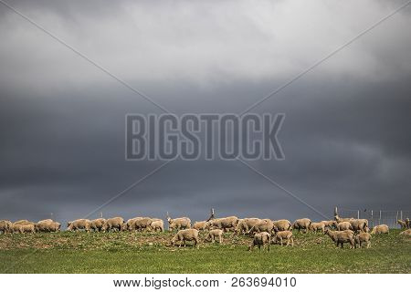 Dramatic Stormy Clouds Over Green Farm Fields With Sheep Grazing.