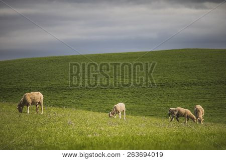 Green Farm Fields With Sheep Grazing With A Storm In The Background.