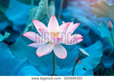 Lotus flower and Lotus flower plants