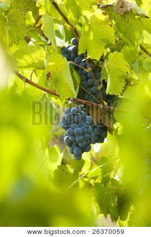 Vinice; červené víno hrozny na připraven na sklizeň révy