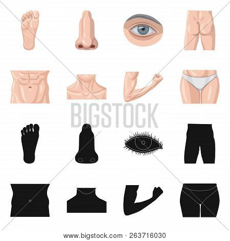 Isolated Object Of Human And Part Symbol. Set Of Human And Woman Stock Vector Illustration.