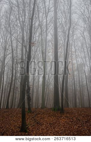 Forest Trees In Fog In Autum Season