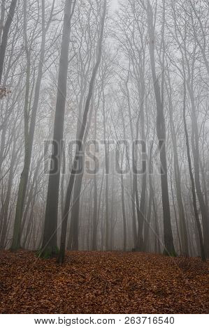 View Of Trees In Foggy Forest At Fall
