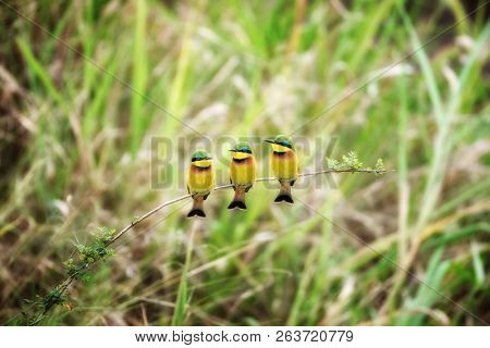 A trio of little bee-eaters, Merops pusillus, on a branch in the Masai Mara. 