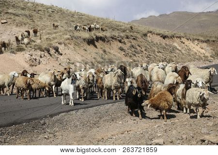Herd Of Rams And Goats Crosses The Road At The Foot Of The Inactive Volcano Sabalan (savalan) Near T