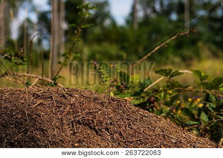 A Small Anthill In The Deciduous Forest. A Mound In Which Ants Live. Season Of The Summer.