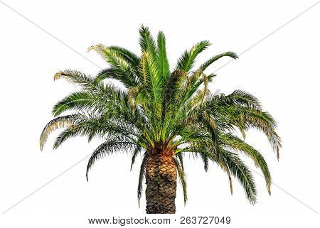 Coconut Palm Tree Isolated On White Background.