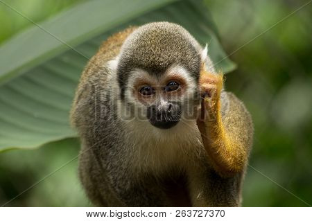 Squirrel Monkey In The Amazon Rainforest, Ecuador