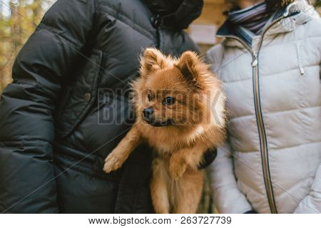 The Dog In The Hands Of Owners. Face Of A Spitz Close Up. Love For Dog, Relationship, Family And Peo