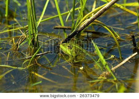 Frog i beskidt vand