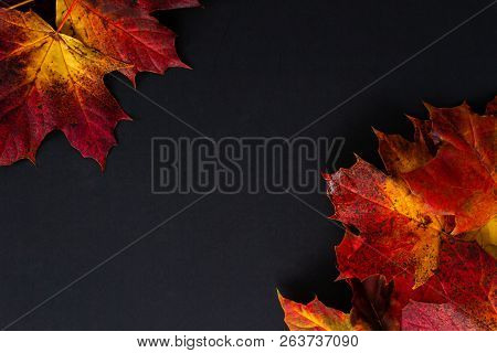 Red, Orange And Yellow Autumn Leaves On A Blackground With Space For Copy
