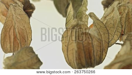 Cape gooseberry (physalis) isolated on white background