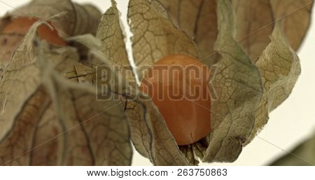 Cape gooseberry (physalis) isolated on white background