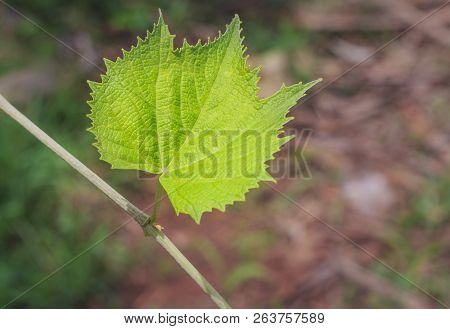 Grape Leaf (grape Vine) With Unfocused Background