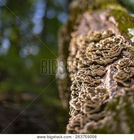 Cluster Of Fungi On The Bark Of A Dead Tree