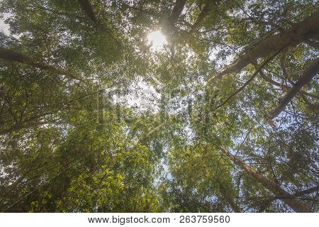 Eucalyptus Plantation In Mato Grosso Do Sul, Brazil. Photo Angle From Bottom To Top