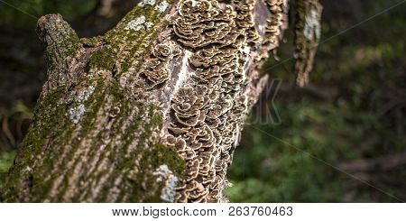 Fungus And Algae On The Bark Of A Tree