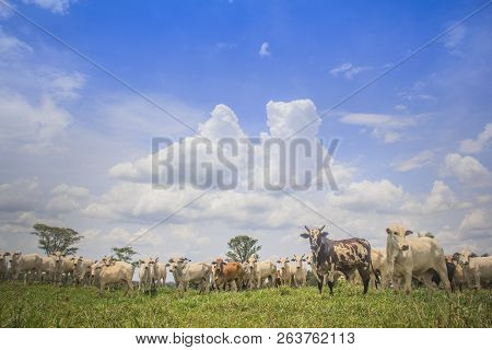 Herd Of Nelore Cattle On A Farm Pasture. Cattle Of Brazil
