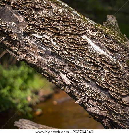 Mushrooms Growing On The Bark Of A Tree