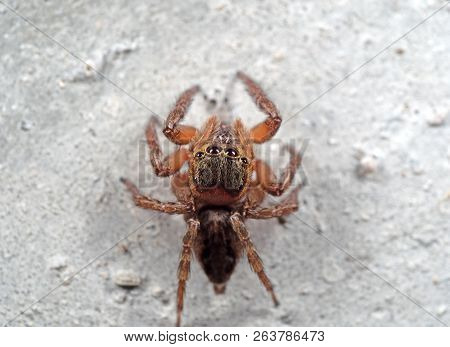 Macro Photography Of Jumping Spider Isolated On White Wall