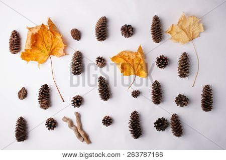 Autumn Arrives. Fall Background, Design Concept. Flat Lay. Minimal Background. Yelllow Maple Leaf An