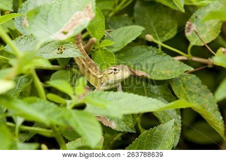 Changeable Lizard (calotes Versicolor) Hides Within Leaves