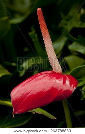 Close Up Of Beautiful Red Anthurium Flower (tailflower)