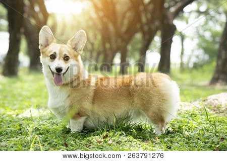 Corgi Dog On The Grass In Summer Sunny Day