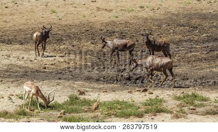 Common Tsessebe In Kruger National Park, South Africa ; Specie Damaliscus Lunatus Lunatus Family Of 