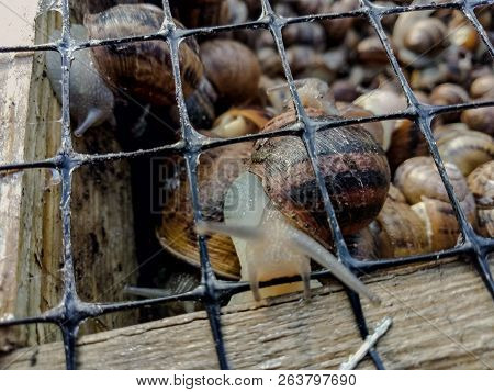 Garden Snail. Helix Aspersa Muller. Mollusc From Gastropods.