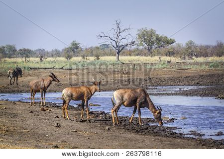 Common Tsessebe In Kruger National Park, South Africa ; Specie Damaliscus Lunatus Lunatus Family Of 