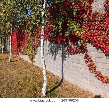 Colorful Red And Green, Fall Ivy Creeper On A Panoramic Wall