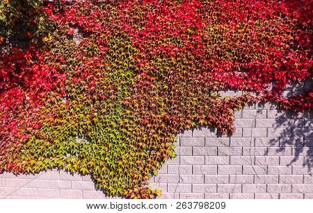 Colorful Red And Green, Fall Ivy Creeper On A Panoramic Wall