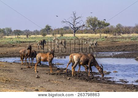 Common Tsessebe In Kruger National Park, South Africa ; Specie Damaliscus Lunatus Lunatus Family Of 