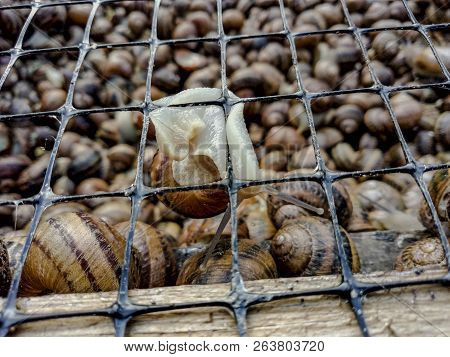 Garden Snail. Helix Aspersa Muller. Mollusc From Gastropods.