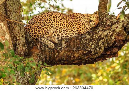 African Leopard, Panthera Pardus, Sleeping On A Tree In Nature Habitat. Big Cat In Kruger National P