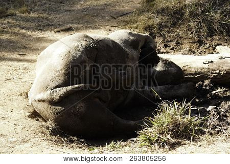 A Mud Bathing Black Rhinoceros (diceros Bicornis)