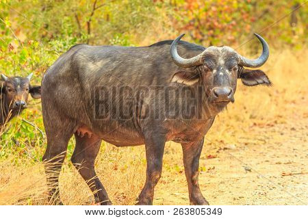 Adult Male Of African Buffalo Species Syncerus Caffer, Standing In Nature, Dry Season. Kruger Nation